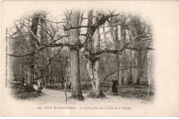 FONTAINEBLEAU: Le Chêne-charmé Futaie De La Tillaie - Très Bon état - Fontainebleau