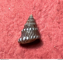 Jujubinus Unidentatus ( Philippi , 1844)- Kerkennah, Tunisie  . Among Shell Grit Collected At -1mtr Betwedn Posidonia - Conchas Y Caracoles