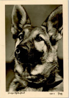 10143107 - Schaeferhunde Deutscher Schaeferhund - Honden