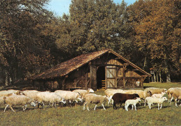 SABRES Parc Naturel Régional Ecomusée De La Gde Lande Marqueze - Le Parc à Moutons    23 (scan Recto Verso)MH2958 - Sabres