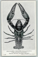39152307 - Red-Clawed Crayfish Hummer AK - Pesci E Crostacei