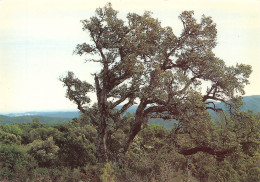 COLLOBRIERES  Paysage De La Verne    13 (scan Recto Verso)MH2989 - Collobrieres