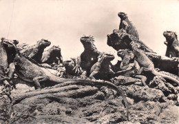 GALAPAGOS EQUATEUR Equator Iguanes Marins  Photo Christian ZUBER      32 (scan Recto Verso)MH2995 - Equateur