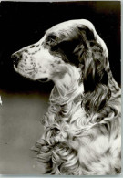 10143007 - Hunde English Setter - Perros