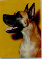 10141307 - Schaeferhunde Schaeferhund Kurzhaar - Hunde