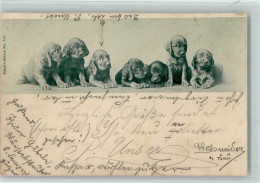 10141907 - Hunde Hundewelpen Spaniel - Chiens