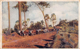 Australia - Queensland - On Blackall Range, N.C. Line - Publ. For The Panama-Pacific International Exposition In San Fra - Otros & Sin Clasificación