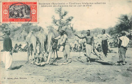 MAURITANIE - Tirailleurs Sénégalais Méharistes - Abreuvoir Des Chameaux Sur Un Cuir De Bœuf - Ed. P. Tacher  - Mauretanien