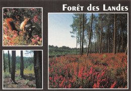 40-FORET DES LANDES-N°C4112-A/0339 - Sonstige & Ohne Zuordnung