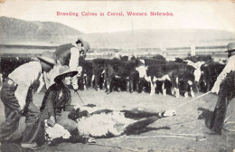 ALLIANCE (NE) Western Nebraska - Branding Calves In Corral - Publ. Miller Bros. 10 - Autres & Non Classés