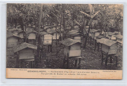 GUADELOUPE - Ets D'Apiculture Louis Jouveau Dubreuil - Vue Partielle Du Rucher Au Matouba - Ed. Catan  - Autres & Non Classés