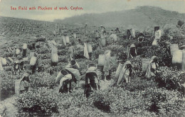 SRI LANKA - Tea Field With Plucjers At Work - Publ. Plâté & Co. 7 - Sri Lanka (Ceilán)