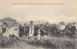 Madagascar - La Rentrée Du Troupeau (Zébus) - Ed. Inconnu  - Madagascar