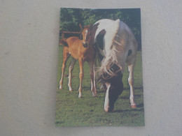 CPSM -  AU PLUS RAPIDE - CHEVAL - HORSE  PFERD -  TRAKEHNER PINTO ET SON POULAIN  - NON VOYAGEE - - Pferde