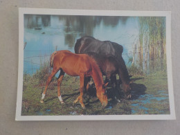 CPSM -  AU PLUS RAPIDE - CHEVAL - HORSE  PFERDE -  CHEVAUX QUI S ABREUVENT  - NON VOYAGEE - - Pferde