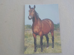 CPSM -  AU PLUS RAPIDE - CHEVAL - HORSE  PFERDE -  JUMENT DE HOLSTEIN   - NON VOYAGEE - - Paarden