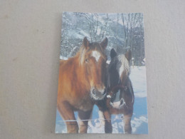 CPSM -  AU PLUS RAPIDE - CHEVAL - HORSE  PFERDE - CHEVAUX DE MONTAGNE DANS LA NEIGE - NON VOYAGEE - - Paarden