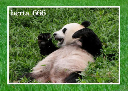 Animals * Giant Panda Bear - Bears