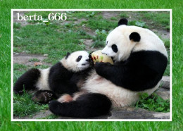 Animals * Giant Panda Bears - Osos