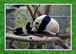 Animals * Giant Panda Bears - Ours