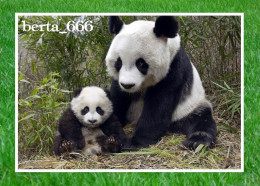 Animals * Giant Panda Bears - Bears