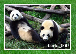 Animals * Giant Panda Bears - Orsi