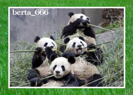 Animals * Giant Panda Bears - Bären