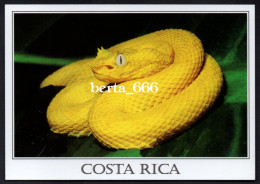 Animals Costa Rica * Yellow Snake * Eyelash Palm Pit Viper * Serpent - Andere & Zonder Classificatie