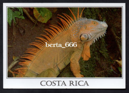 Animals Costa Rica * Iguana - Sonstige & Ohne Zuordnung