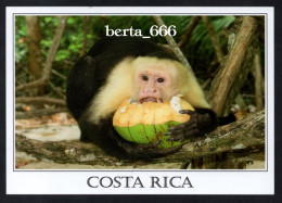 Animals Costa Rica * White Faced Monkey * Singe Capucin - Scimmie