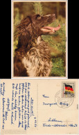  Der Kleine Münsterländer Vorstehhund, Heidewachtel 1959 - Zonder Classificatie