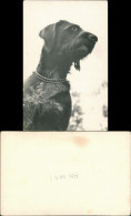 Foto  Tiere - Hunde: Foto Photo Hund 1959 Privatfoto - Dogs