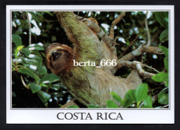 Animals Costa Rica * Three-toed Sloth * Paresseux - Other & Unclassified