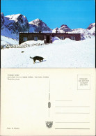 Vysoké Tatry Umland-Ansicht Berghütte Im Schnee Wühlender Hund 1970 - Slowakije