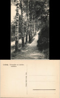 Ansichtskarte Leisnig Birkenallee Im Lärchenwäldchen 1912 - Leisnig