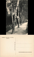 Ansichtskarte Leisnig Birkenallee Im Lärchenwäldchen. 1913 - Leisnig