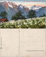 Châtel (Haute-Savoie) Champs De Narcisses Et Les Alpes De Savoie 1912 - Châtel