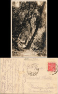 Postcard Santos Urwald Ilha Porchat 1930 - Other & Unclassified