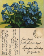 Ansichtskarte  Botanik :: Blumen Photochromioe Feilchen 1911 - Other & Unclassified