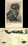 Ansichtskarte  Tiere - Hunde, Hund Fotokunst - Bin Ich Nicht Schön 1934 - Hunde