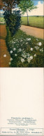 Pimpinella, Saxifraga L. Gemeine Bibernelle, Steinbibernell, Gehe  Dresden 1911 - Werbepostkarten
