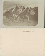 Foto  Ochsenkarren - Ochsen 1915 Privatfoto - Unclassified