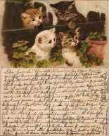 Ansichtskarte  Tiere - Katzen Süße Kätzchen Künstlerkarte 1911 - Gatos