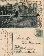 Ansichtskarte Brotterode Rehe - Garten Hotel Zur Post 1906 - Altri & Non Classificati