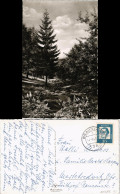 Ansichtskarte Braunlage Kurpark Park Anlage 1964 - Braunlage