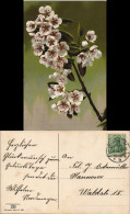 Ansichtskarte  Botanik :: Blumen, Photochromie 1910 - Other & Unclassified