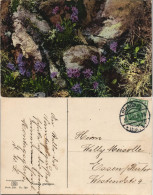 Ansichtskarte  Botanik :: Blumen, Stimmungsbild Primula Glutimosa 1912 - Sonstige & Ohne Zuordnung