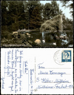 Ansichtskarte Badenweiler Schwanenteich Im Kurpark 1965 - Badenweiler