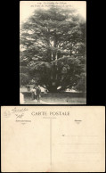 Montmorency (Val-d’Oise) Le Cèdre Du Liban Au Parc    (S.-et-0.) 1910 - Andere & Zonder Classificatie