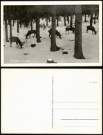 Ansichtskarte Braunlage Rehe Im Wald Im Winter 1960 - Braunlage